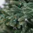Brad decorativ Divi trees COLLECTION ELITE PREMIUM LED 2,4 * 80
