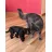 Пазлы 3D DVCIT BLACK CAT, 14+, 47.6x11x18.9