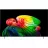 Televizor LG OLED SMART TV LG OLED77B65LA, 3840x2160 4K UHD, webOS, Negru